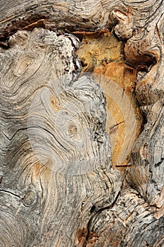 Texture of bark of old juniper.