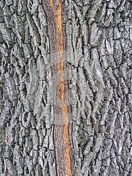 Texture of the bark of old maple tree