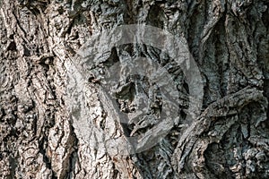Texture of the bark of old maple tree