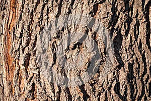 Texture of the bark of old maple tree