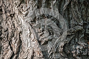 Texture of the bark of old maple tree