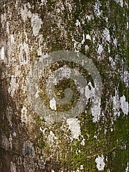 Texture of the bark of old maple tree