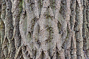 Texture of bark of old oak