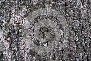 Texture of the bark of an old oak closeup