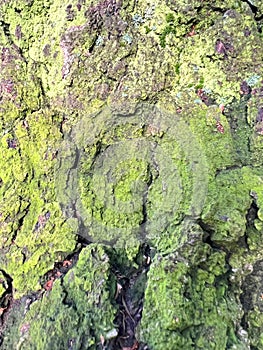 Texture of the bark of an old oak.