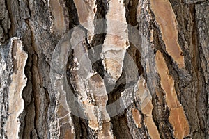 Texture of bark of old pine tree, background