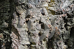 The texture of the bark of an old rubber tree