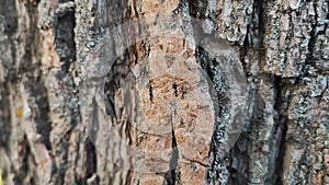 The texture of the bark of an old tree and ants on it