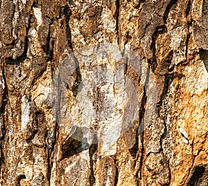 The texture of the bark of the old tree with cracks and faults. Structure of wood