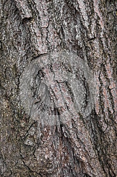 The texture of the bark of an old tree in a macro photograph