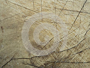 Texture of bark old wood use as natural background