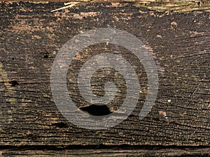 Texture of bark old wood use as natural background