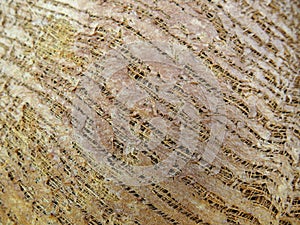 Texture of the bark of the palm. Natural Background