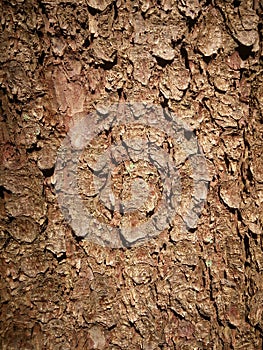 Texture of the bark of a pine tree.