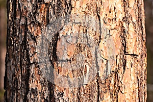 Texture of bark of a pine tree close-up view