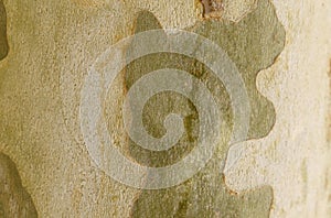 The texture of the bark of a plane tree close-up.