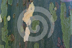 Texture of the bark of the Platanus tree. Closeup of tree bark texture