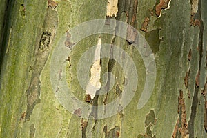 Texture of the bark of the Platanus tree. Closeup of tree bark texture