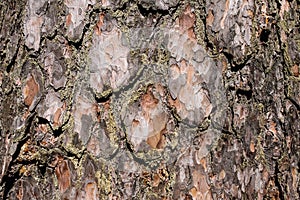 Texture of the bark of scots pine solar illumination
