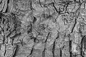 Texture of the bark of a tree
