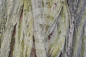 The texture of the bark of the tree. Background of old wood, seamless background.