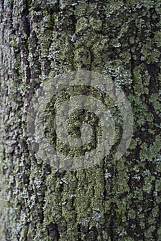 Texture of a bark of a tree, background