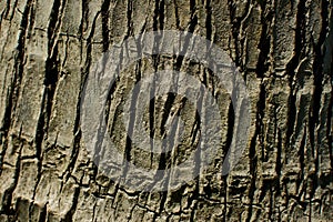 Texture bark of tree close-up