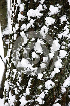 Texture of the bark of tree covered with white snow and green moss