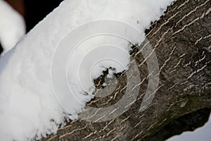 The texture of the bark of the tree with snow. Snow-covered tree