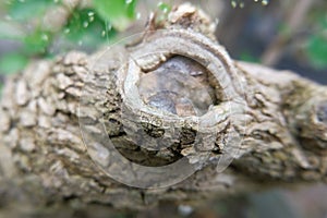 texture bark tree trunk with cambium