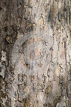 Texture of the bark of the trunk old apple tree