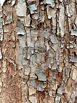 The texture of the bark is unique, it looks like it is cracking into pieces and peeling brownish