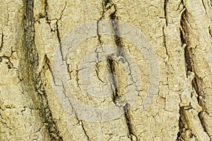 Texture of the bark of a very old tree