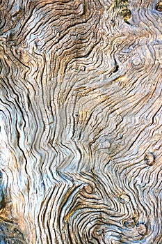 Texture of bark wood background.