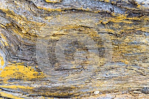 Texture of bark wood of an old, dry, yellow painted tree, use as natural background