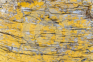 Texture of bark wood of an old, dry, yellow painted tree, use as natural background