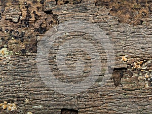 Texture of bark wood use as natural.
