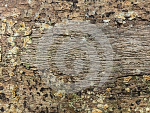 Texture of bark wood use as natural.