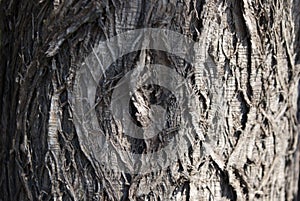 Texture of bark wood use as natural background