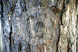 Texture of bark wood use as natural background