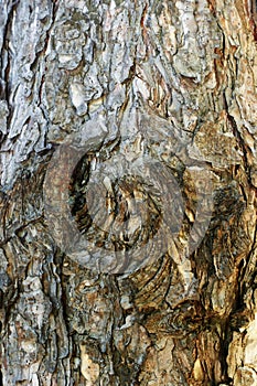 Texture of bark wood use as natural background