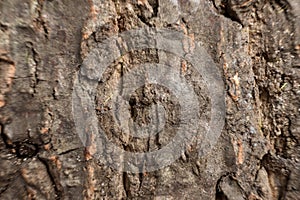 texture of bark wood use as natural background