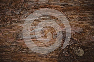 Texture of bark wood use as natural background