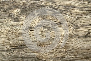 Texture of bark wood use as natural background