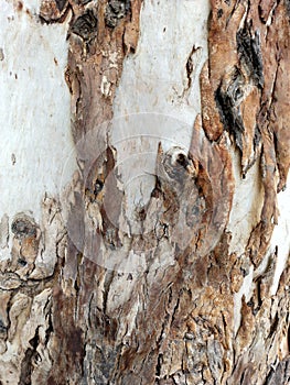 Texture of bark wood use as natural background