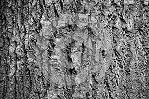 Texture of bark wood use as natural background