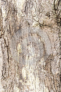 Texture of bark wood use as natural background