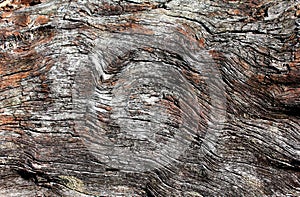 Texture of bark wood use as natural background