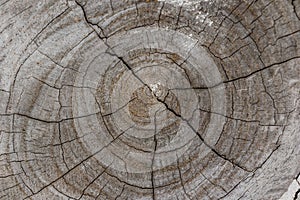 Texture of bark wood use as natural background