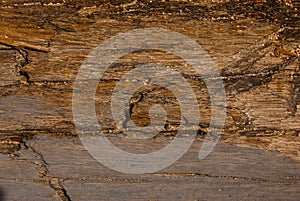 Texture of bark wood use as natural background